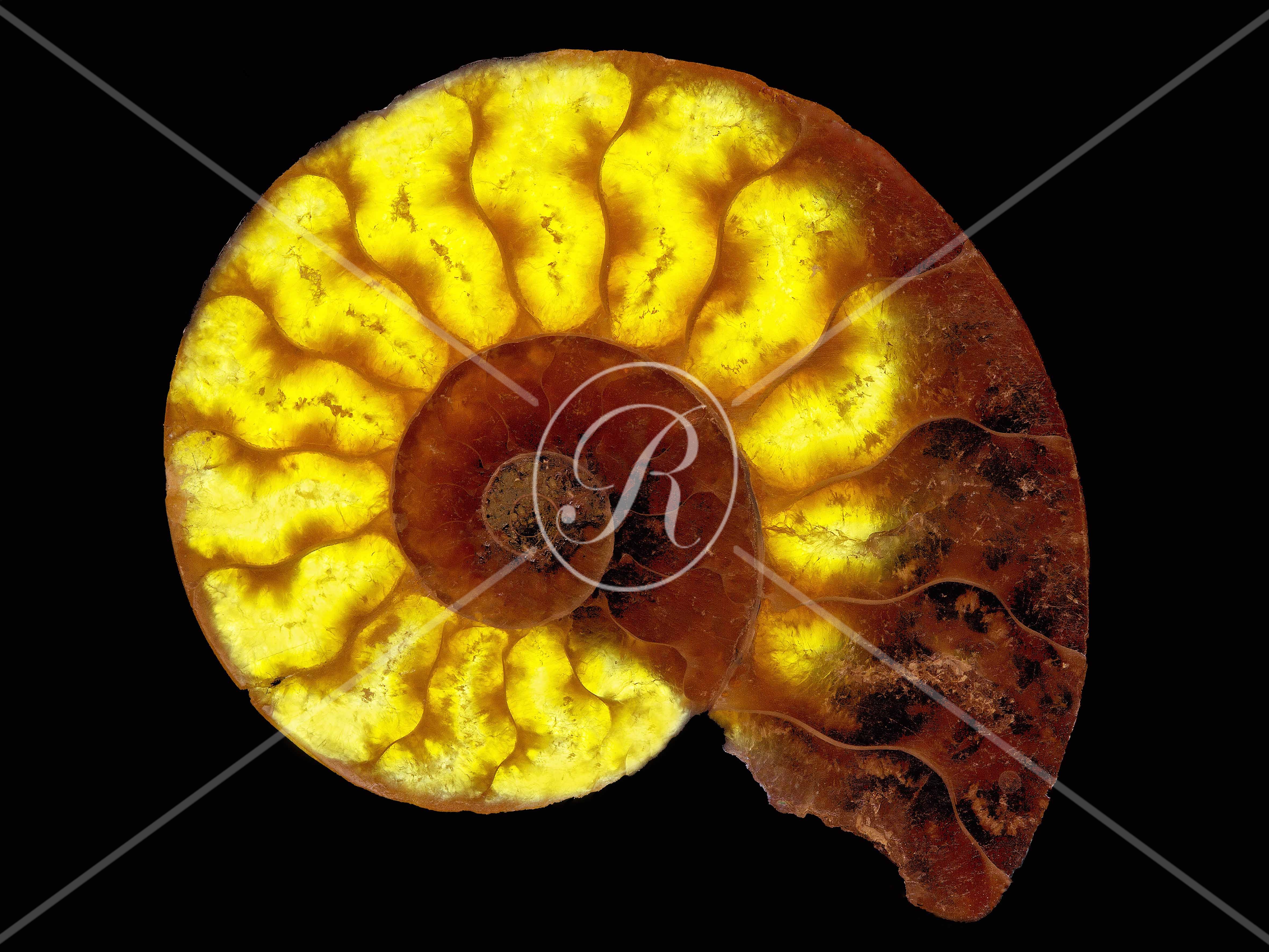 Watermark_222_N97 30x40  PVC .jpg